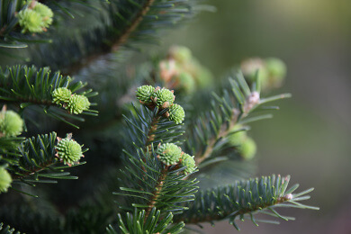 conifer ge2bd7ed7f 1920 olwo