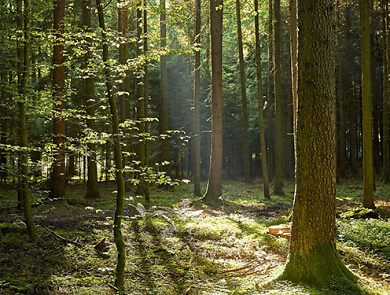 OLWO Wald 001 web