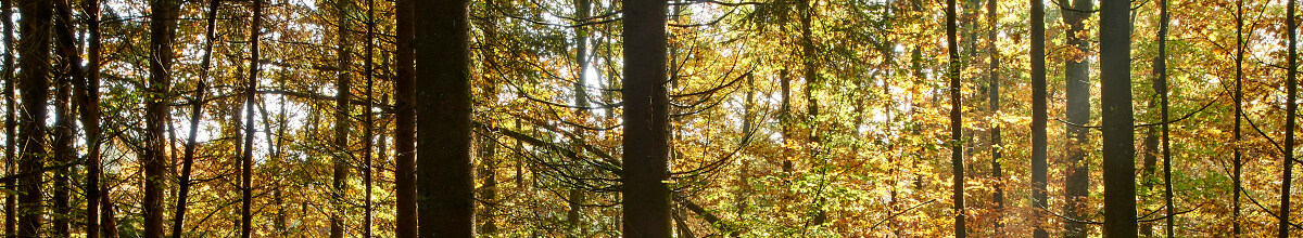 OLWO Wald 026