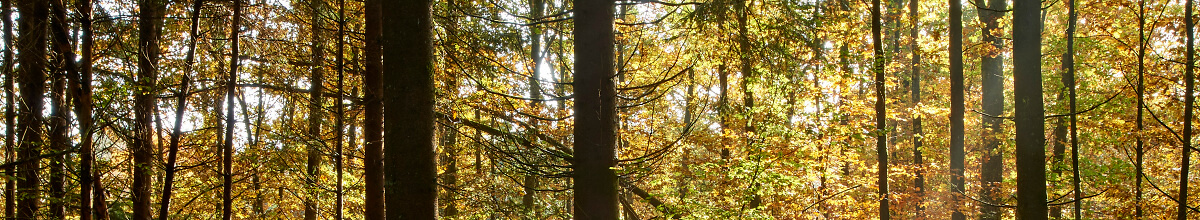 OLWO Wald 026