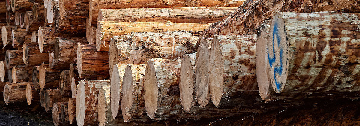 Schweizer Holz Web 001